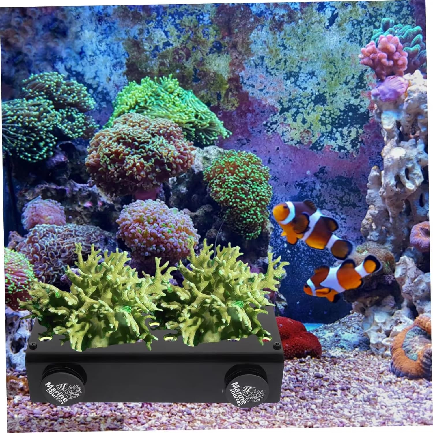 Meki Acua Marine Sources Aquarium Clear Acrylic Coral Frag Plugs Rack Holder SPS Coral Support Seawater Fish Tank Accessories Magnetic (CRB-M-G8)