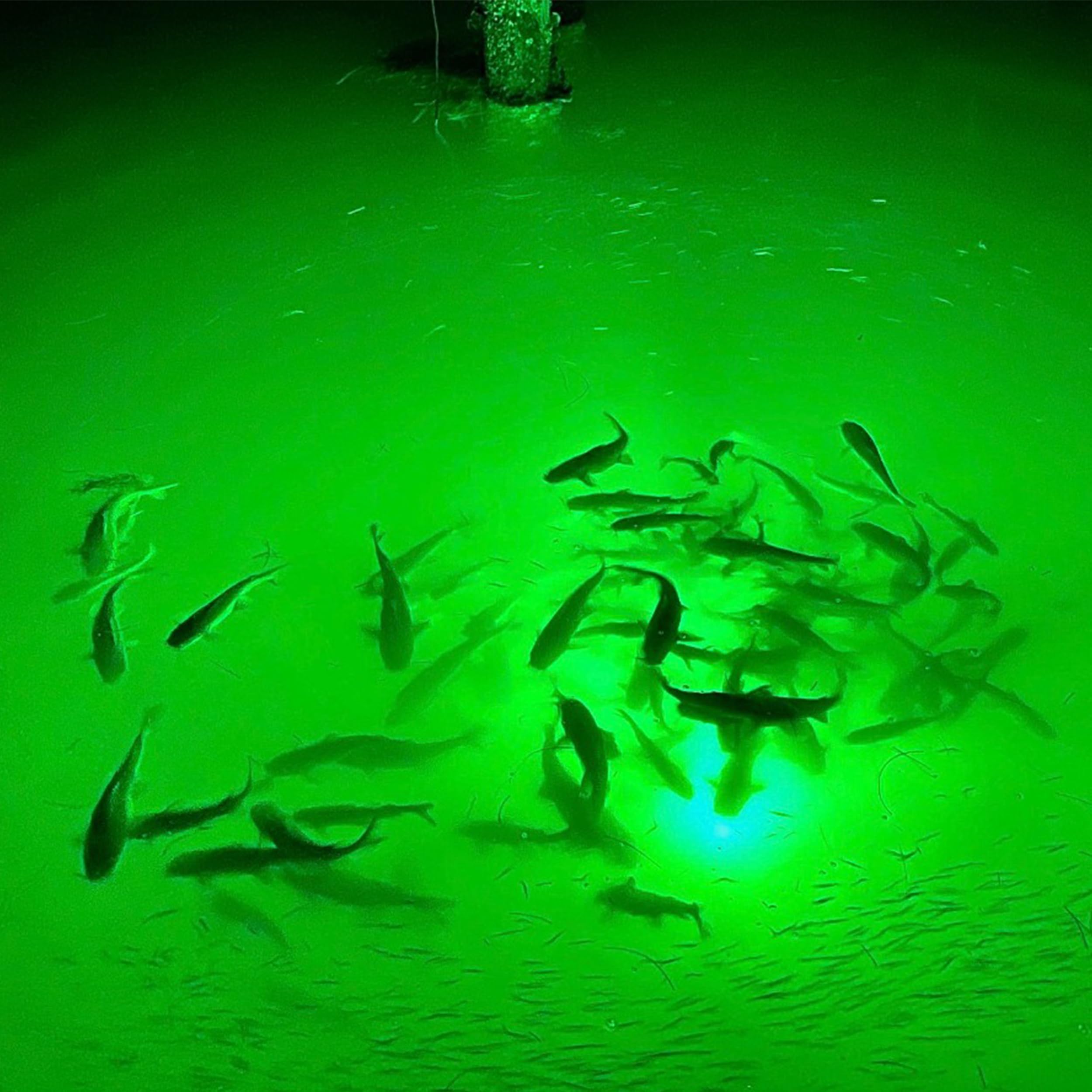 Lot De 6 Lampes De Pêche Sous-marines LED Clignotantes - Étanches, Tailles 11.9 Cm Et 17 Cm, Couleurs Variées