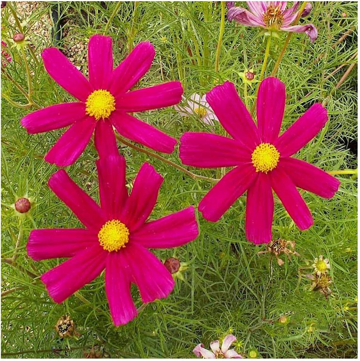 Everwilde Farms - 1 Lb Dazzler Cosmos Wildflower Seeds - Gold Vault