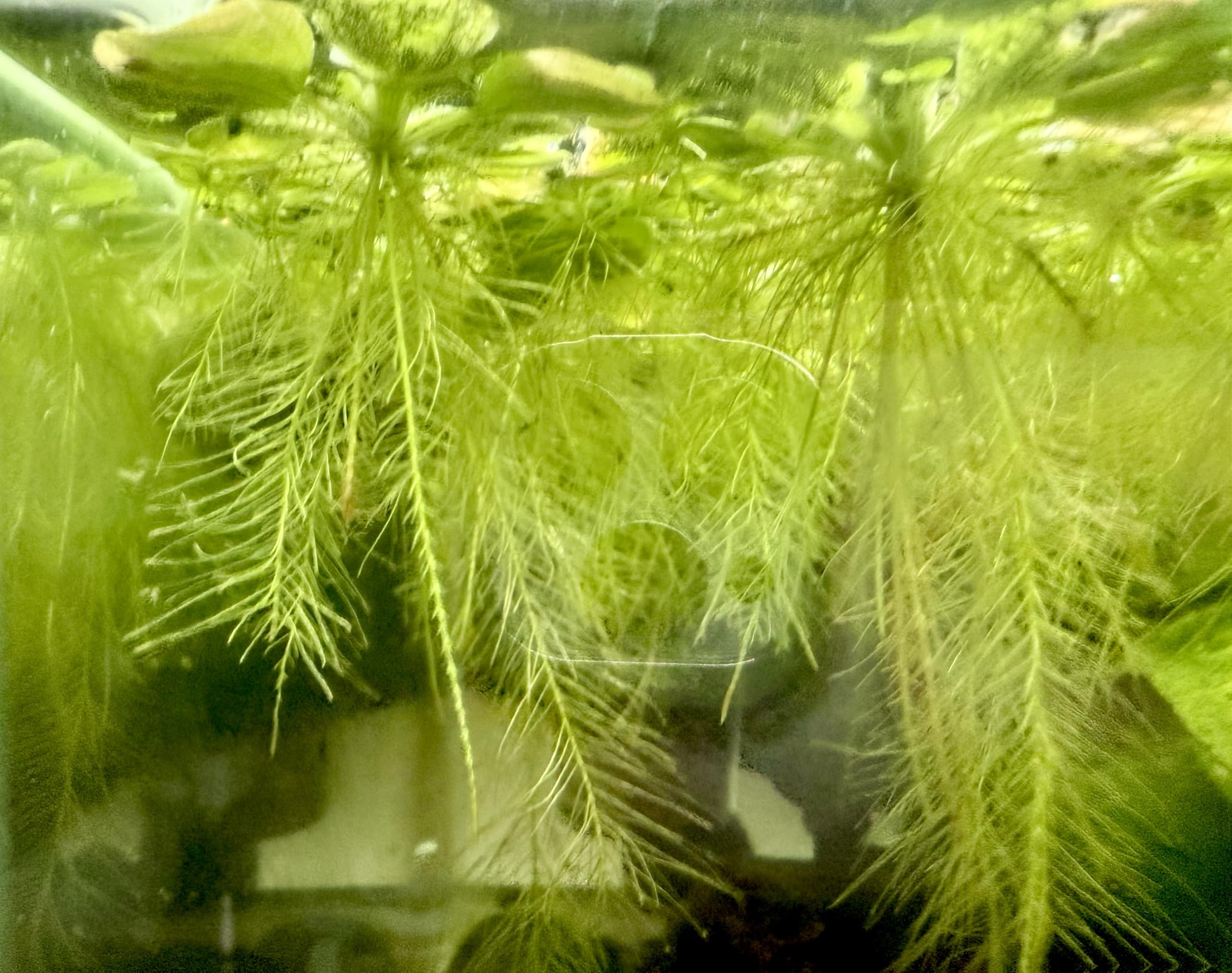 15 Water Lettuce (Pistia stratiotes) Floating Aquarium Plant