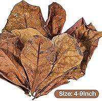 Vista 2 de Sukh 30 hojas de almendra india para Betta – Acondicionador de agua de almendras grandes para acuarios Catappa Acondicionador de agua de almendras