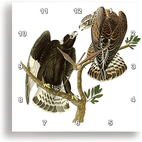 3dRose Reloj de pared silencioso  10 pulgadas  Ratonero Halcón Halcón Aves de Presa Audubon Vintage Art  Diseños de aves