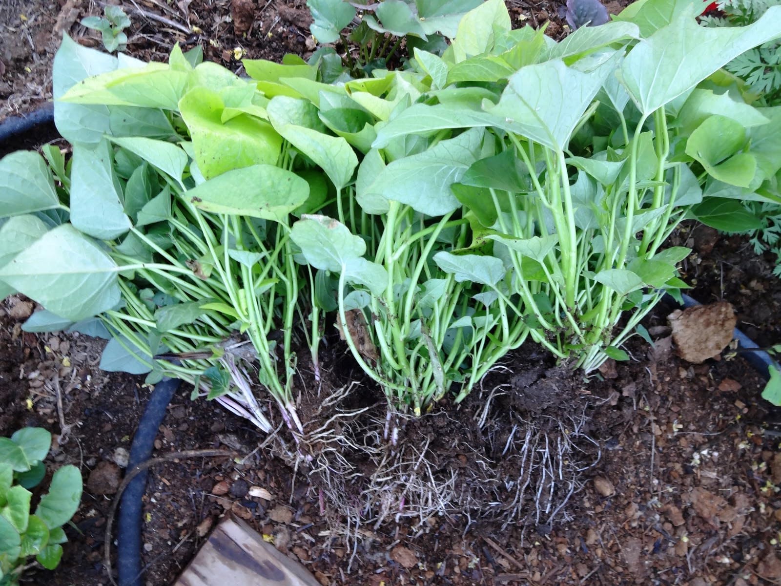 3 Sweet Potato Plants/Slips - Japanese Sweet Potato, Yellow Flesh