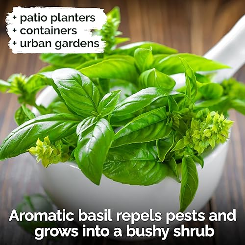 Miniatura 4 de KVITER 2000 semillas de albahaca italiana para plantar (Ocimum basilicum)  Albahaca dulce genovesa, reliquia y sin OMG, sabor clásico a pesto