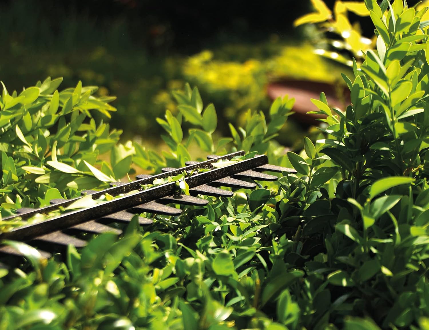 Hedge trimmer in use, trimming a green hedge