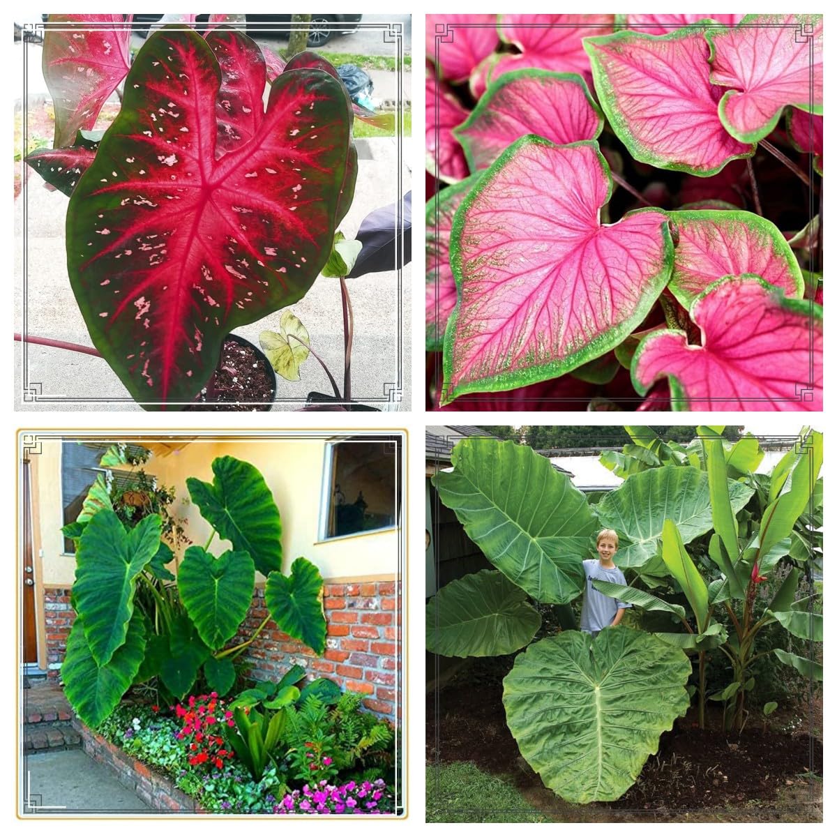 Elephant Ears Bulbs Colocasia Gigantea Bulbs Elephant Ears Plant Ornamental Flowers,Wedding Flowers,Garden Flowers,Hardy Perennial-8bulbs-a