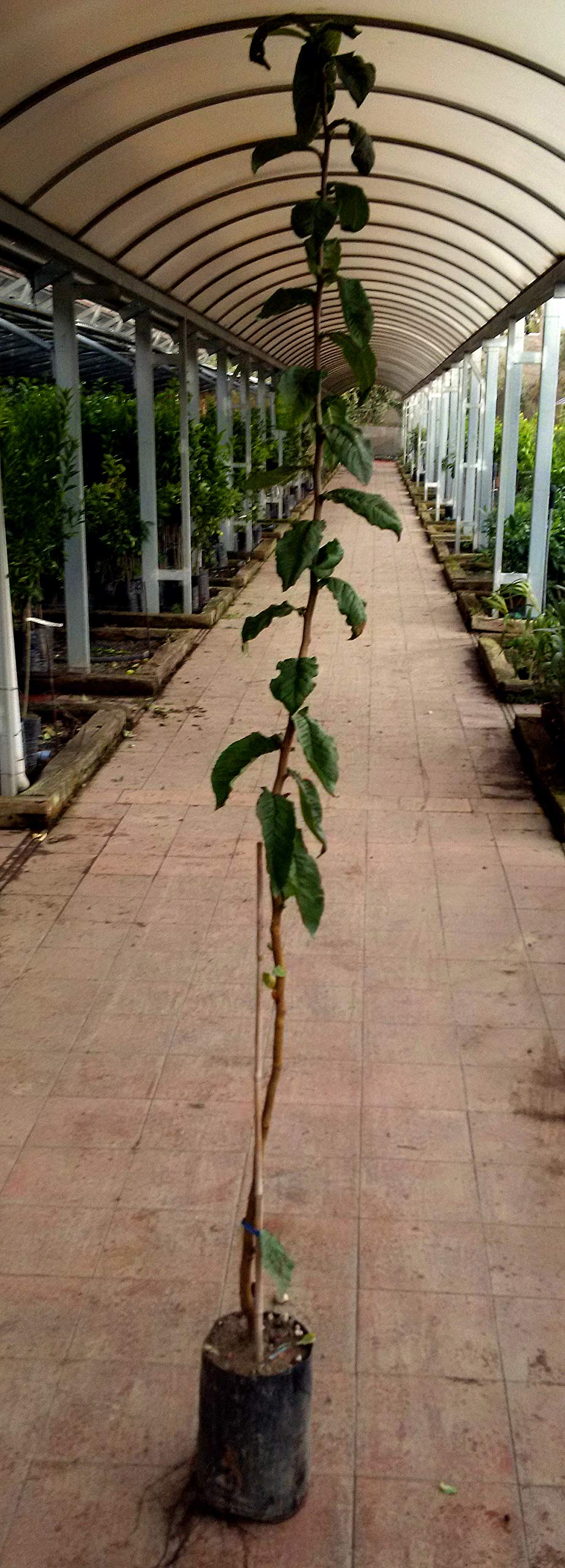 Pianta di nespole Albero nespolo di Germania - Imballaggio speciale protettivo