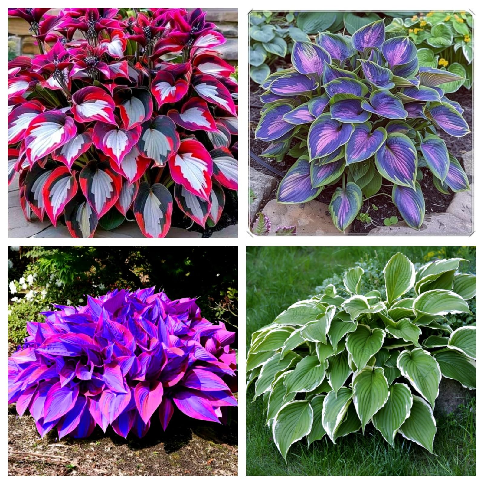Hosta Bulbs Mix-Strong Plants That Grow Well/Mix Golden Jade Carving Feels Perfect