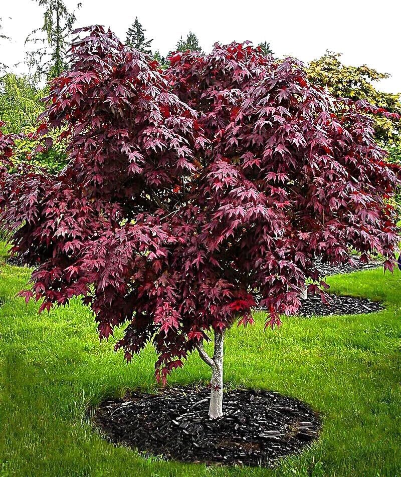 5 semillas de árbol de arce japonés rojo BLOODGOOD  Semillas de planta de bonsái resistentes de Palmatum atropurpureum