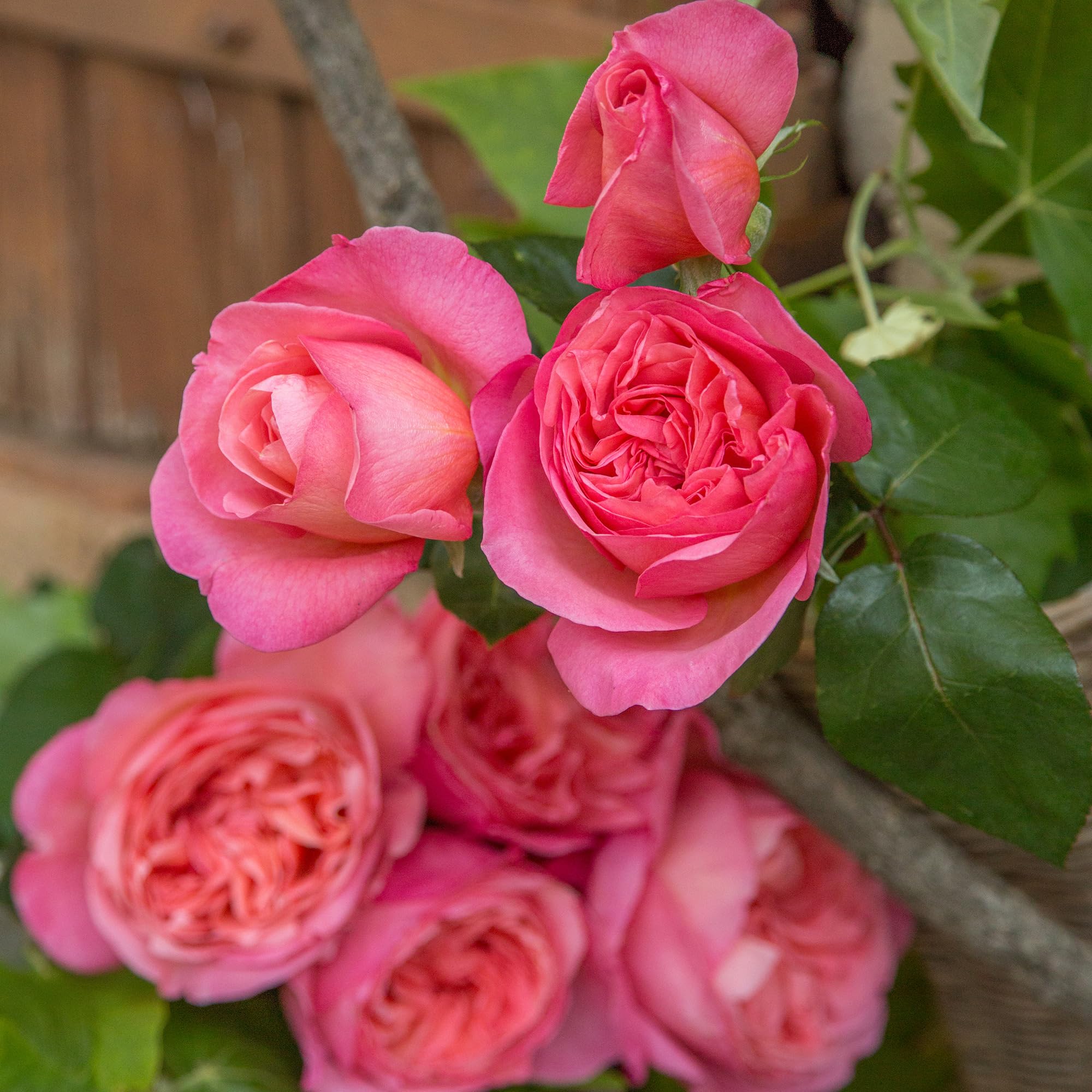 Amazon.com : Summer Romance Rose Live Plant 1.5 Gallon Potted, Very  Fragrant Pink Flowers, Own Root Floribunda, Stargazer Perennials : Patio,  Lawn & Garden