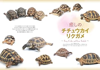 REP FAN レプファン vol.19 (SAKURA MOOK) | 笠倉出版社 |本 | 通販