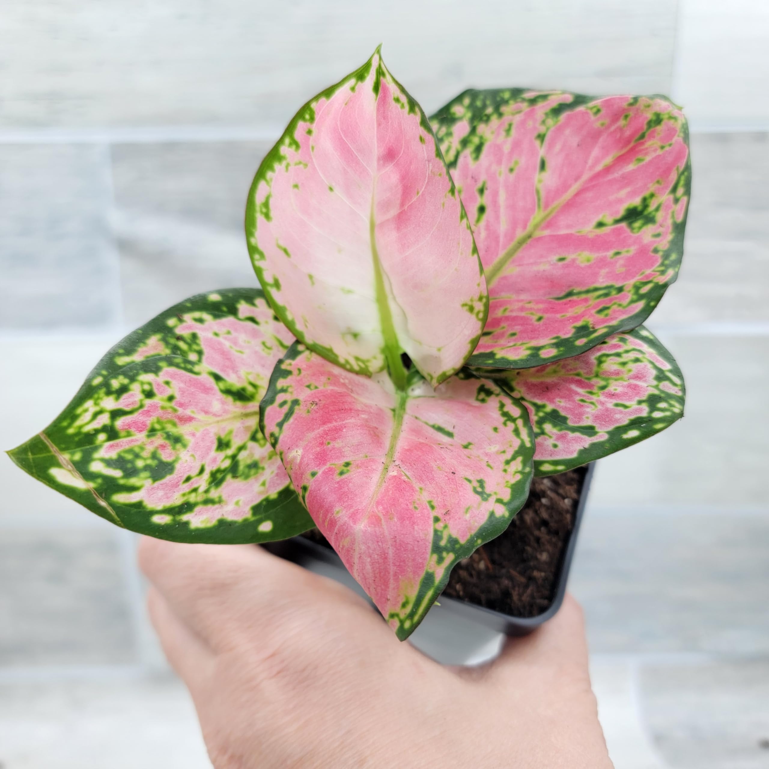 Amazon.com : Aglaonema Live Plant Pink Lady Valentine -Chinese Amazon.com : Aglaonema Live Plant Pink Lady Valentine -Chinese