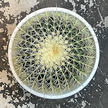 Amazon.co.jp: 現品_KS62＜＞金鯱サボテン 発根済み 30cm前後