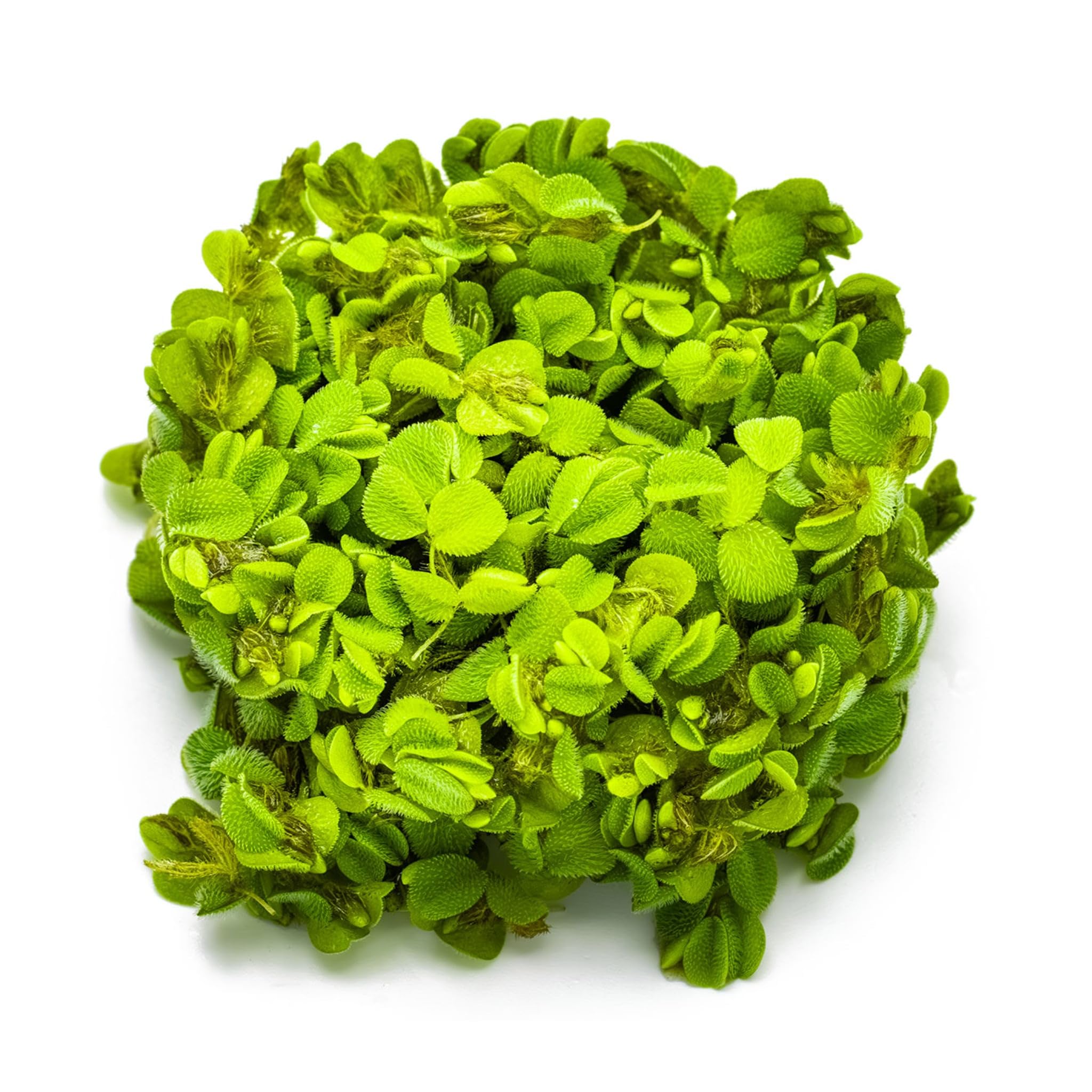 Tropica Salvinia auriculata 1-2-GROW!