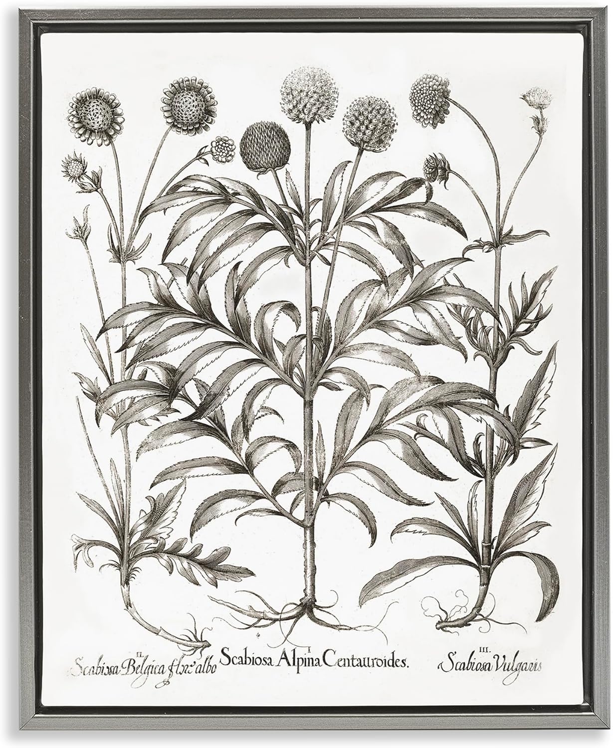 Stupell Industries Scientific Vintage Flowers Framed Floater Canvas Wall Art Design by Lettered and Lined