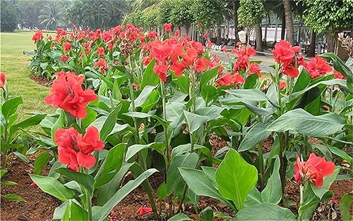 Miniatura 3 de Semillas de árbol de plantas raras Canna Indica 20 Semillas - Tiro indio rojo, arrurruz de jardín