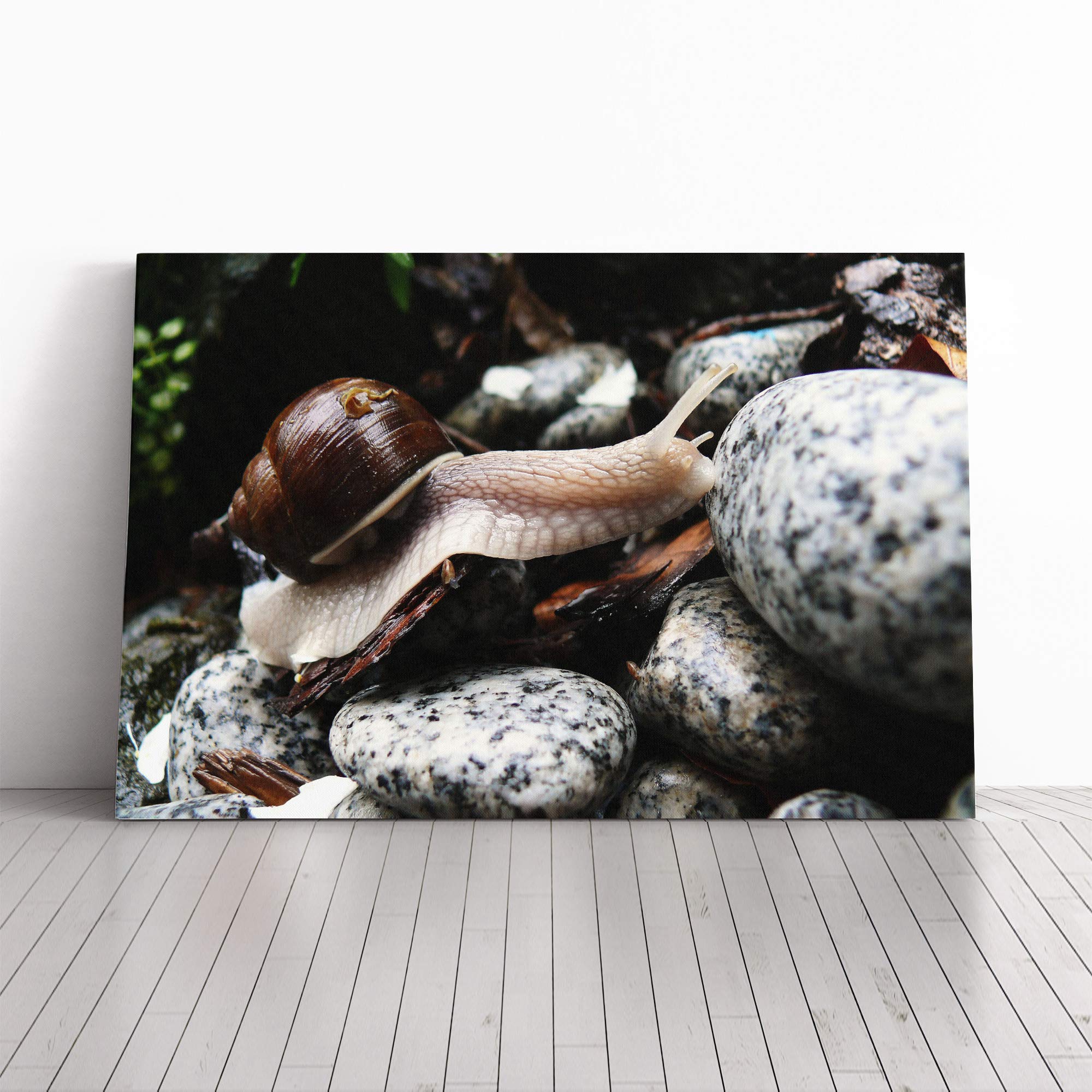 Snail (3) Canvas Print | Gallery Wrapped 30mm Frame Wall Art | 30x20 inches | Ready to Hang | Modern Picture | Living Room Bedroom Lounge Office
