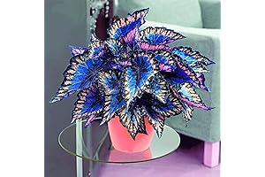 100Pcs Coleus Plants for Sale: Vibrant Foliage Easy to Maintain