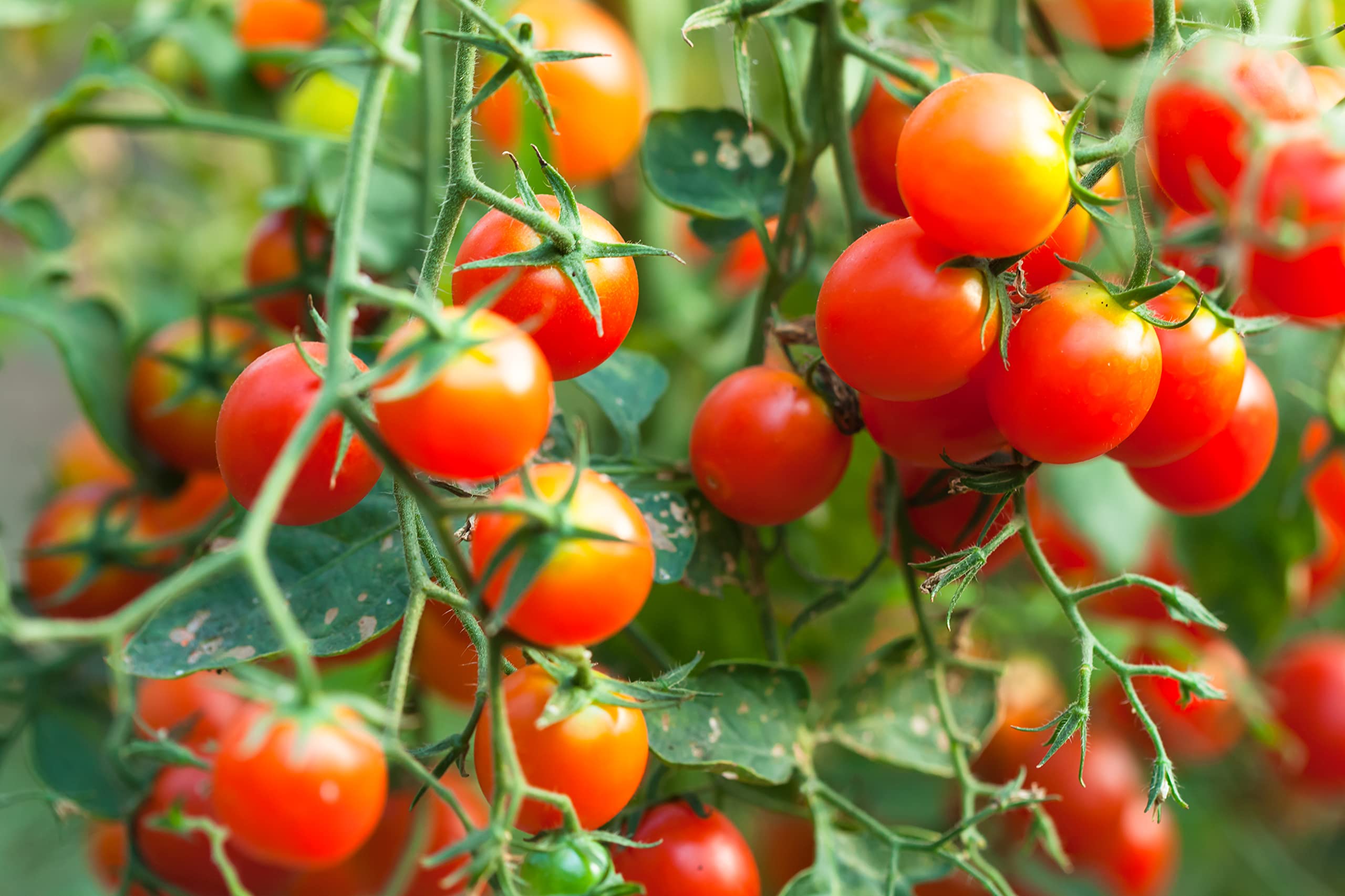 Prademir  Cocktailtomaten Samen/Bonsai-Tomaten Samen Minibel   Tomatensamen handverlesen aus Portugal  Tomatensaat mit hoher Keimrate fr  Fensterbank & Topf (250 Samen) : Amazon.de: Garten
