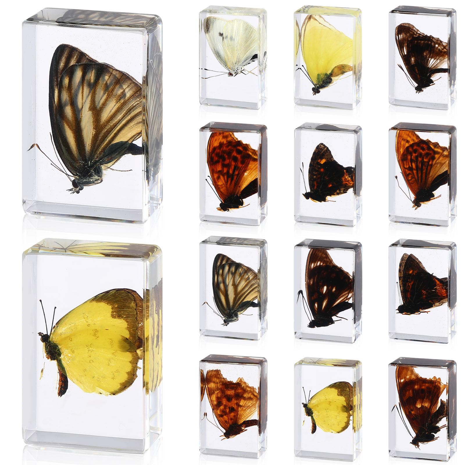12 Pcs Butterfly Insect in Resin Specimen Bugs Collection Paperweights?12 Styles Real Bug Specimen Bug Kit Preserved in Resin for Scientific Educational Display Supplies (Butterfly)