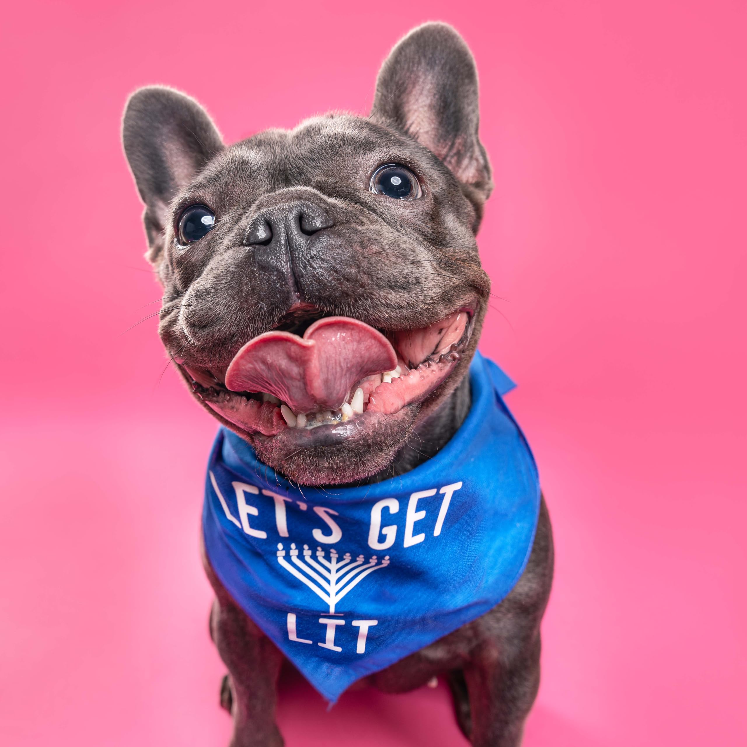 Let's Get Lit Menorah Dog Bandana | 100% Cotton | Made in USA | Hanukkah | Festival of Lights | Jewish Traditions | Royal, One Size (80)