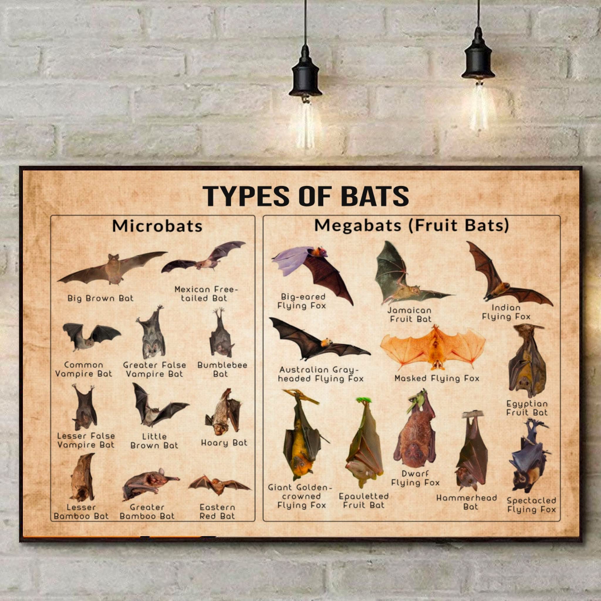 HOUVSSEN Types of Bats Poster America Bats Poster Bat Knowledge Poster Vintage Types of Bats Bat Wall Art Halloween Spooky Bat Decor Halloween Metal Tin Signs 8x12 Inch Tin Sign/Poster Metal