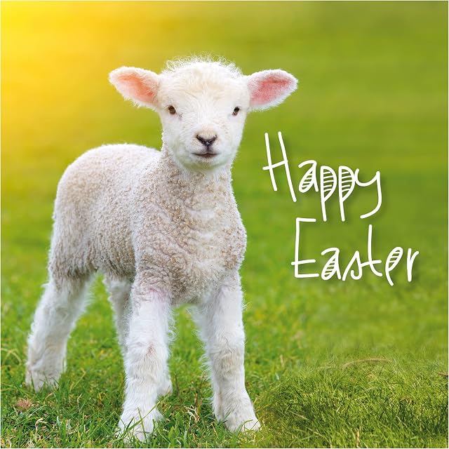 Easter Cards - Easter Lamb, Happy Easter cards, pack of 5 cards with white envelopes, with greeting inside. Easter cards for all the family, by Just Cards Direct