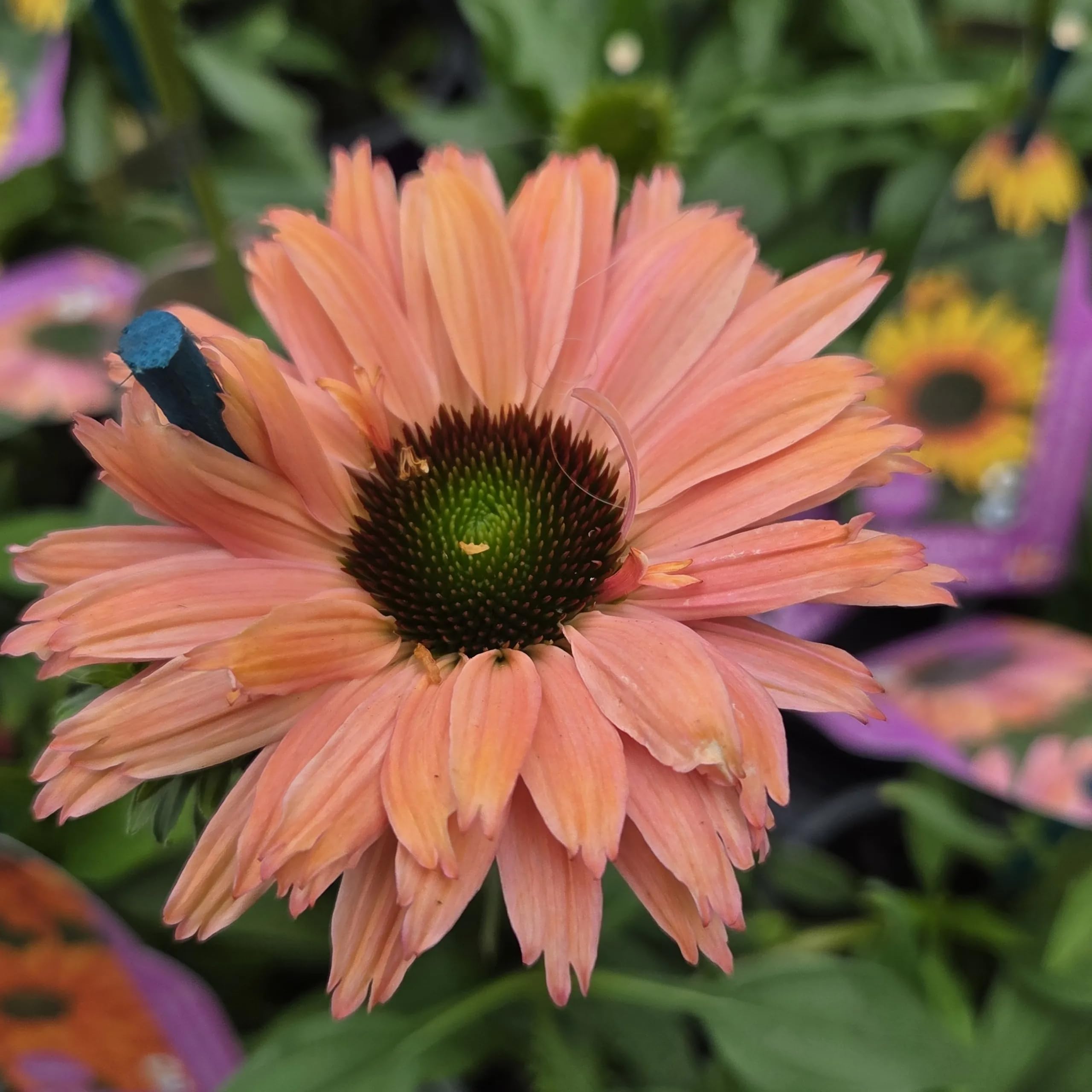 Echinacea ‘SunSeekers Rainbow’- Perennial Plant that is Ready to Plant Out- Comes Back Every Year (Hardy) - Flowers from Summer to Autumn (Middleton Nurseries) (1 Litre(13cm Pot))