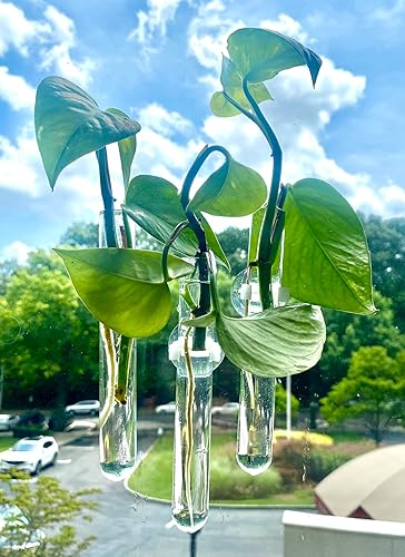 Miniatura 2 de Window Propagation Vases, Glass Test Tubes Vases with Suction Cups for Propagation, hydroponic projects, Home Decor, Car Decor, Bathroom Decor Pack