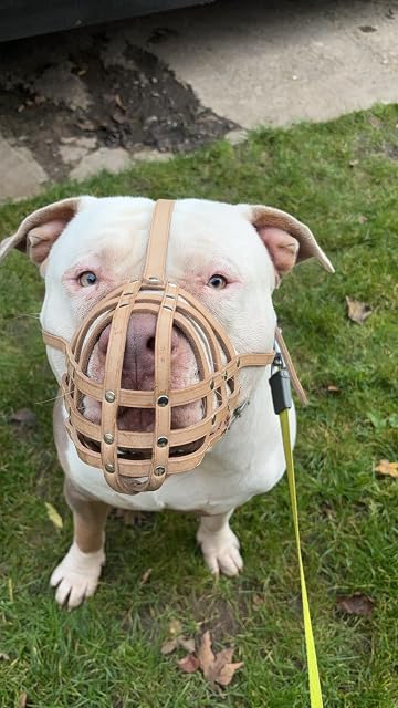 Foto 5 de 7 de Bozal de piel auténtica para perro American Bully, Bully XL y otros hocicos similares