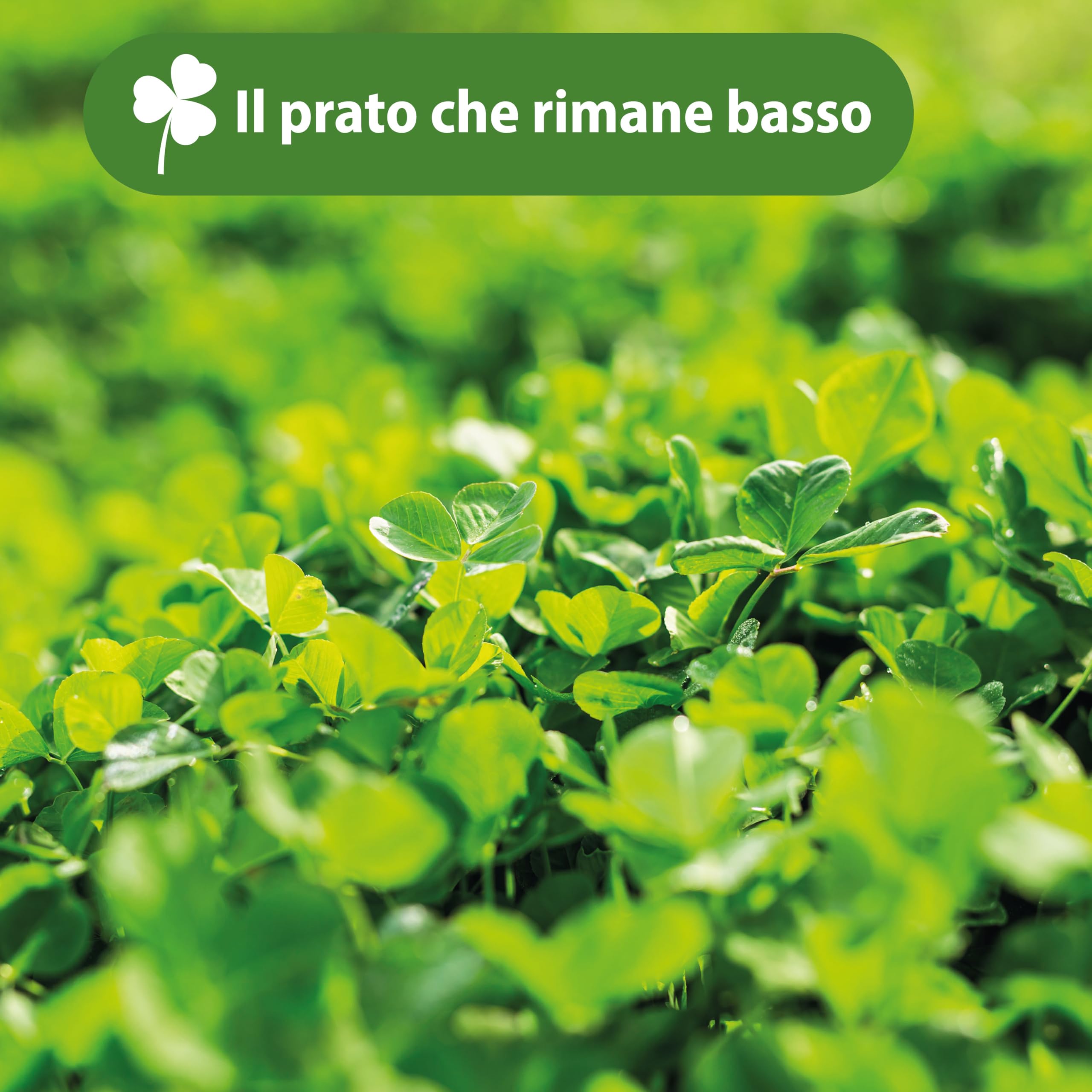 Semi Trifoglio Nano LERAVA - Prato Senza Taglio, Fissa Azoto, Perfetto Per Giardino E Ombra - Foto 10