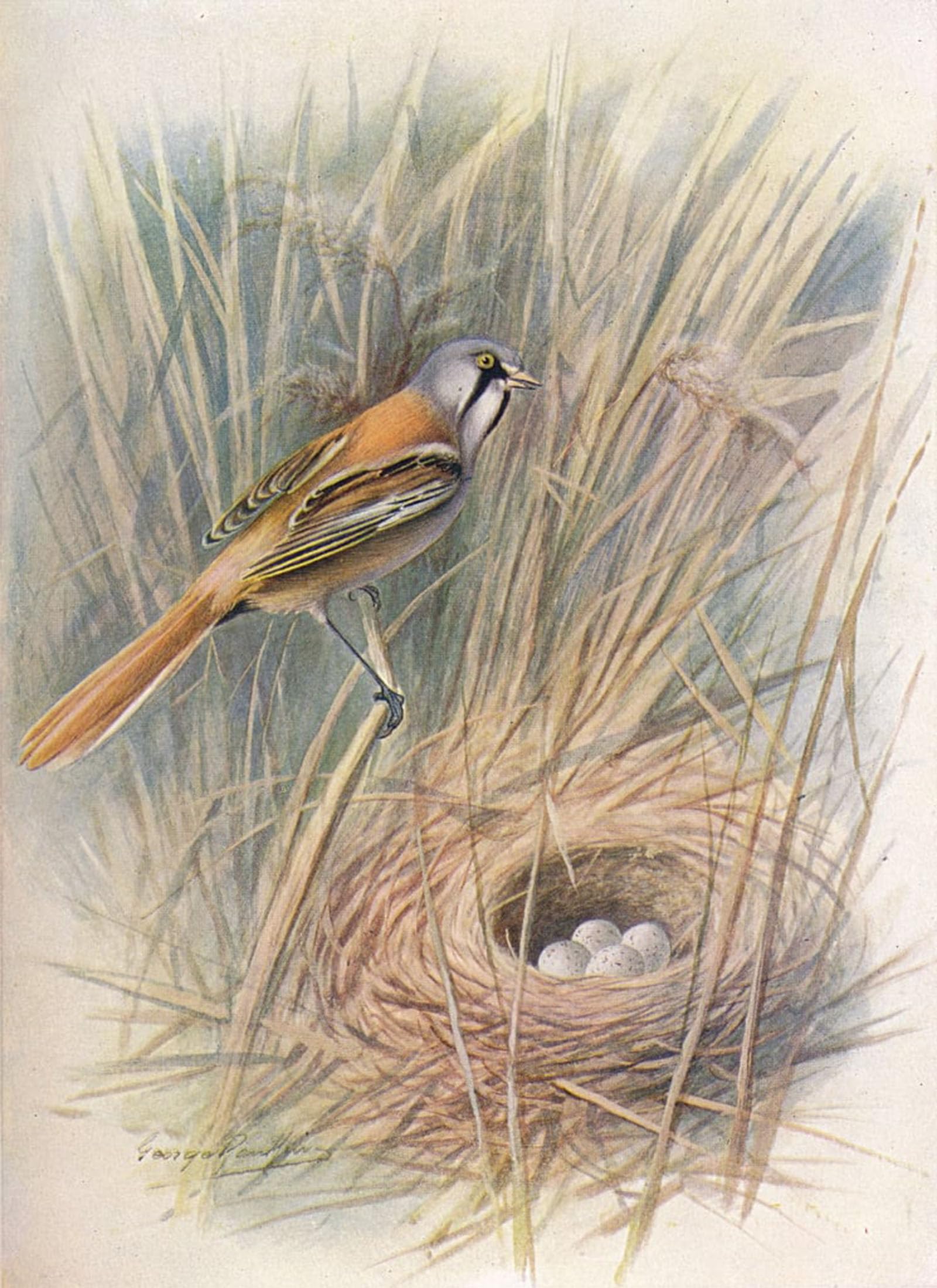 POSTERIIk Famous Modern Artwork Art Mural Bearded-tit or Reedling Panurus Biarmicus by George Rankin Oil Paintings Pictures for Home Decor 60x90cm