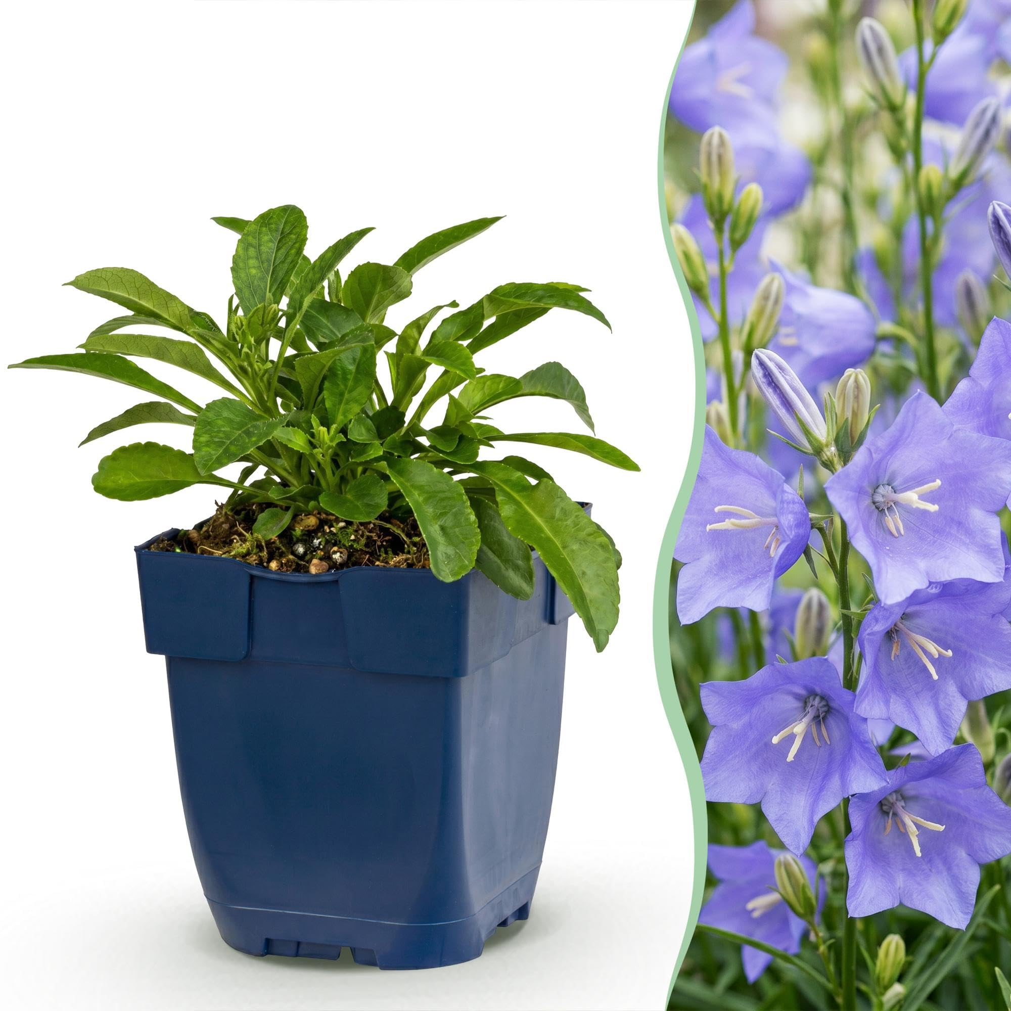Pianta Perenne Campanula Persicifolia per Giardino, Blu, Vaso 11 cm