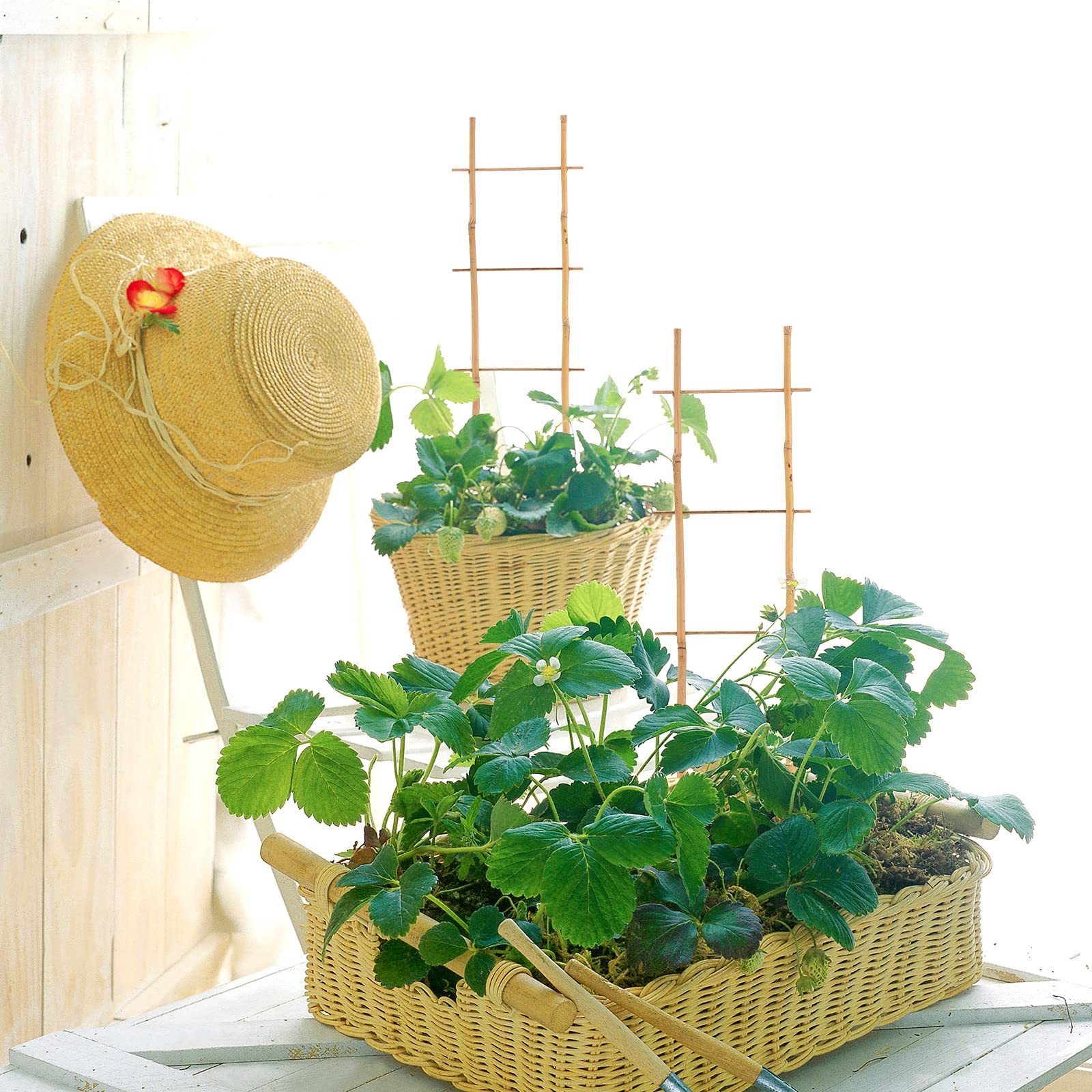 Panonw Mini-Bambus-Rankgitter, 49,7 cm, natrliches Bambus-Rankgitter,  Pflanzensttze, Zimmerpflanze, Bambusspalier fr Topfpflanzen,  Kletterpflanzen, 3 Stck : Amazon.de: Garten