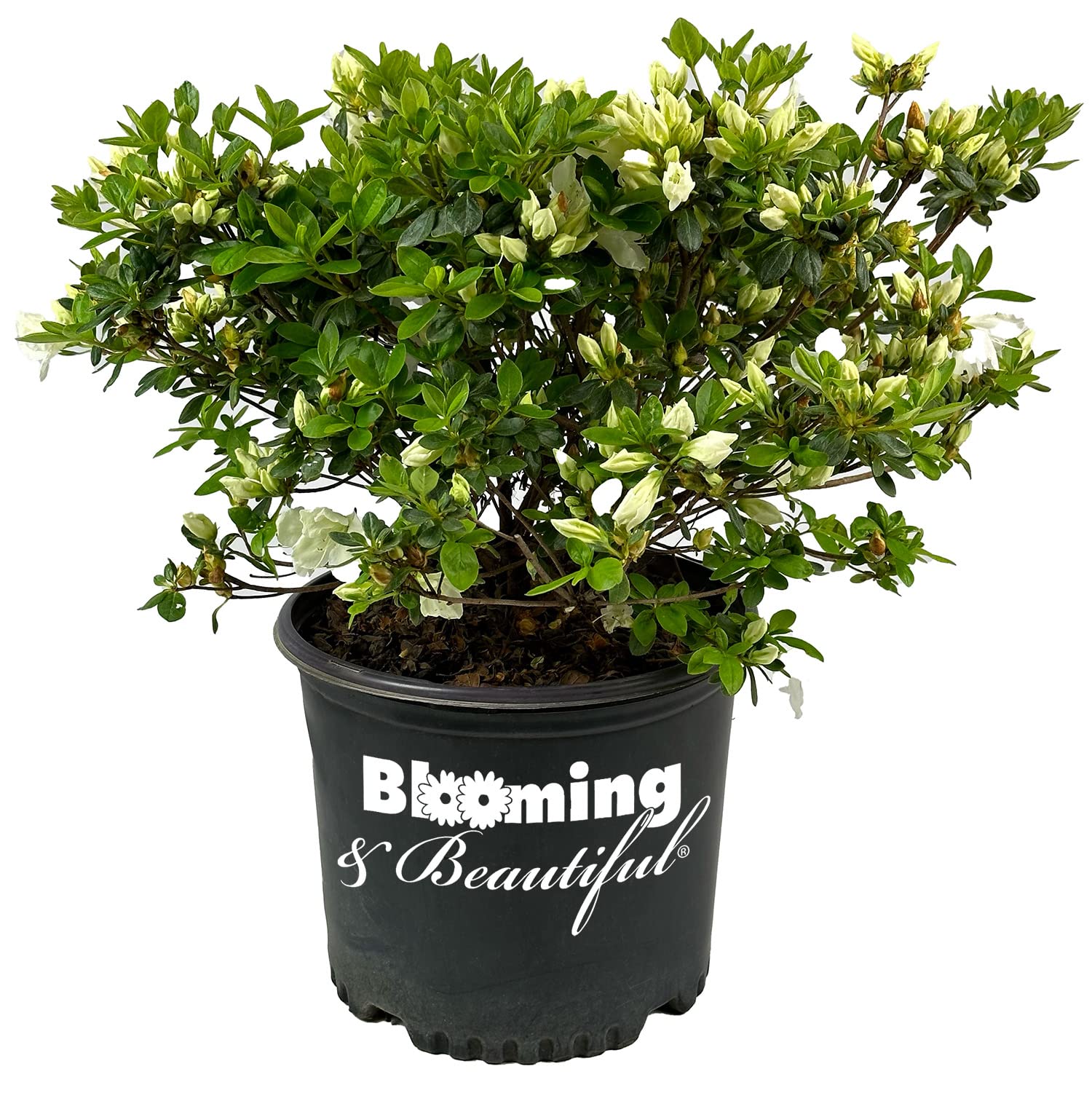 Girard's Pleasant White Azalea 3 Gal