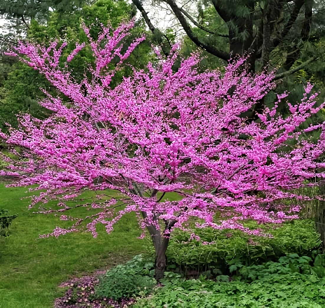 Live Tree Seedling for Planting - Grow Live Tree Plants - No Ship to California (Redbud)