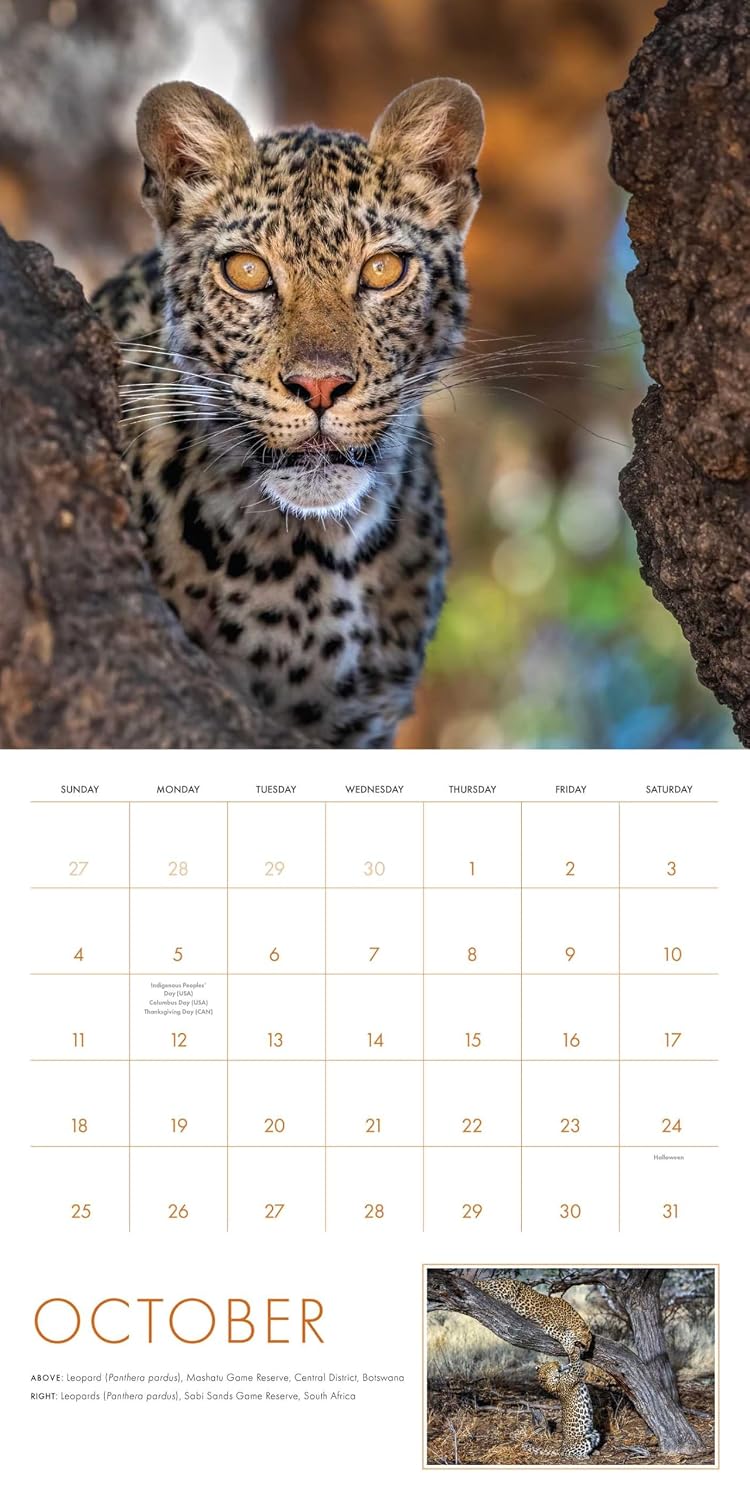 2026 Big Cats Wall Calendar: Art Wolfe's Wild Lives