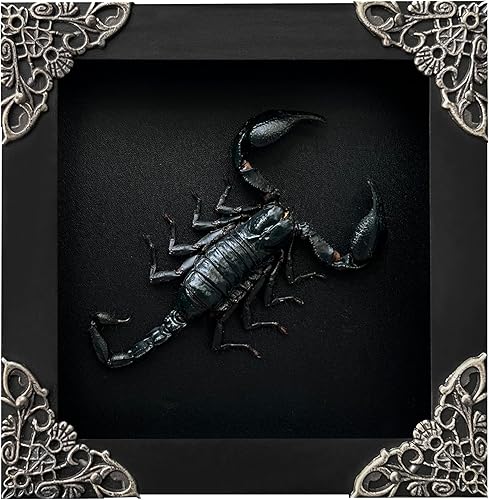 Real enmarcado escorpión muerto insecto seco escarabajo amante marco negro caja de sombra taxidermia rareza coleccionables espécimen decoración de