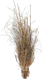 Lucky Reptile Grass tufts (terrarium plant) product image