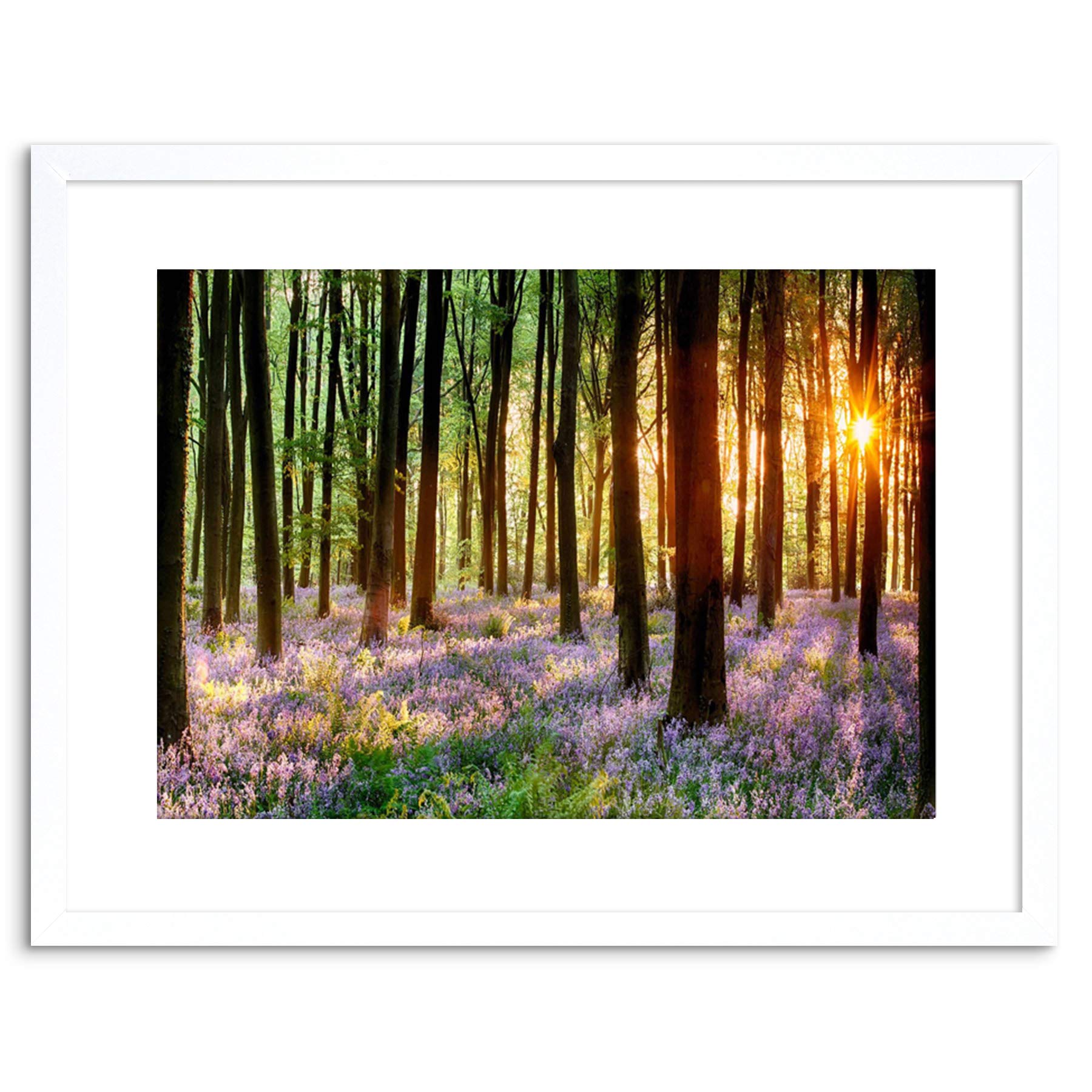 Wee Blue Coo Bluebell Wood Sunrise Trees Photo Framed Wall Art Print
