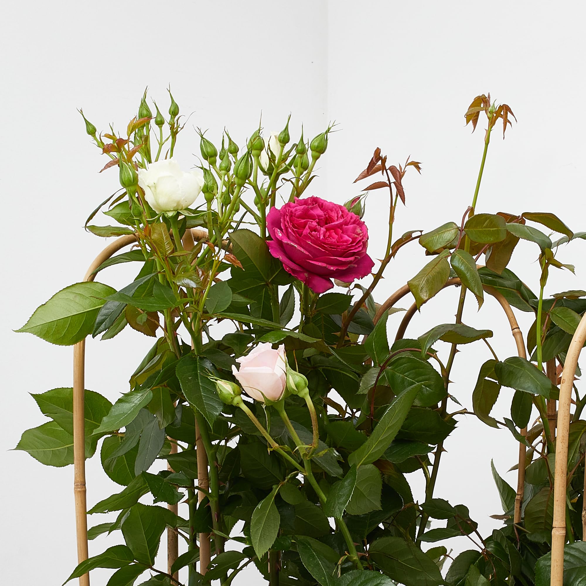 Verdecora Rosal Grandiflora con Arco en Maceta 6L | Rosa sp. Grupo Grandiflora | Arbusto Refloreciente de Flor Grande y Elegante | Ideal para Jardín, Terraza y Maceta Decorativa