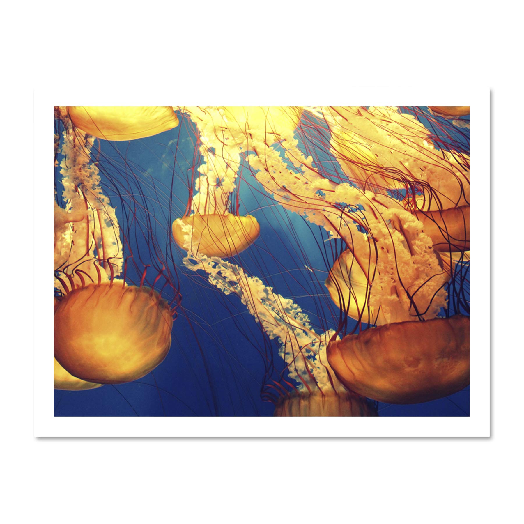Jellyfish Group Underwater Ocean Large Framed Art Print Poster Wall Decor 18x24 inch