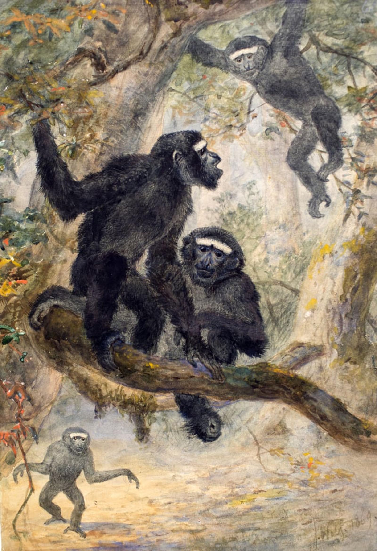 ARTXLXXBN Famous Print Painting Colorful Art Print Hoolocks Gibbon by Wolf Canvas Art Decorations for Home Decor 60x90cm
