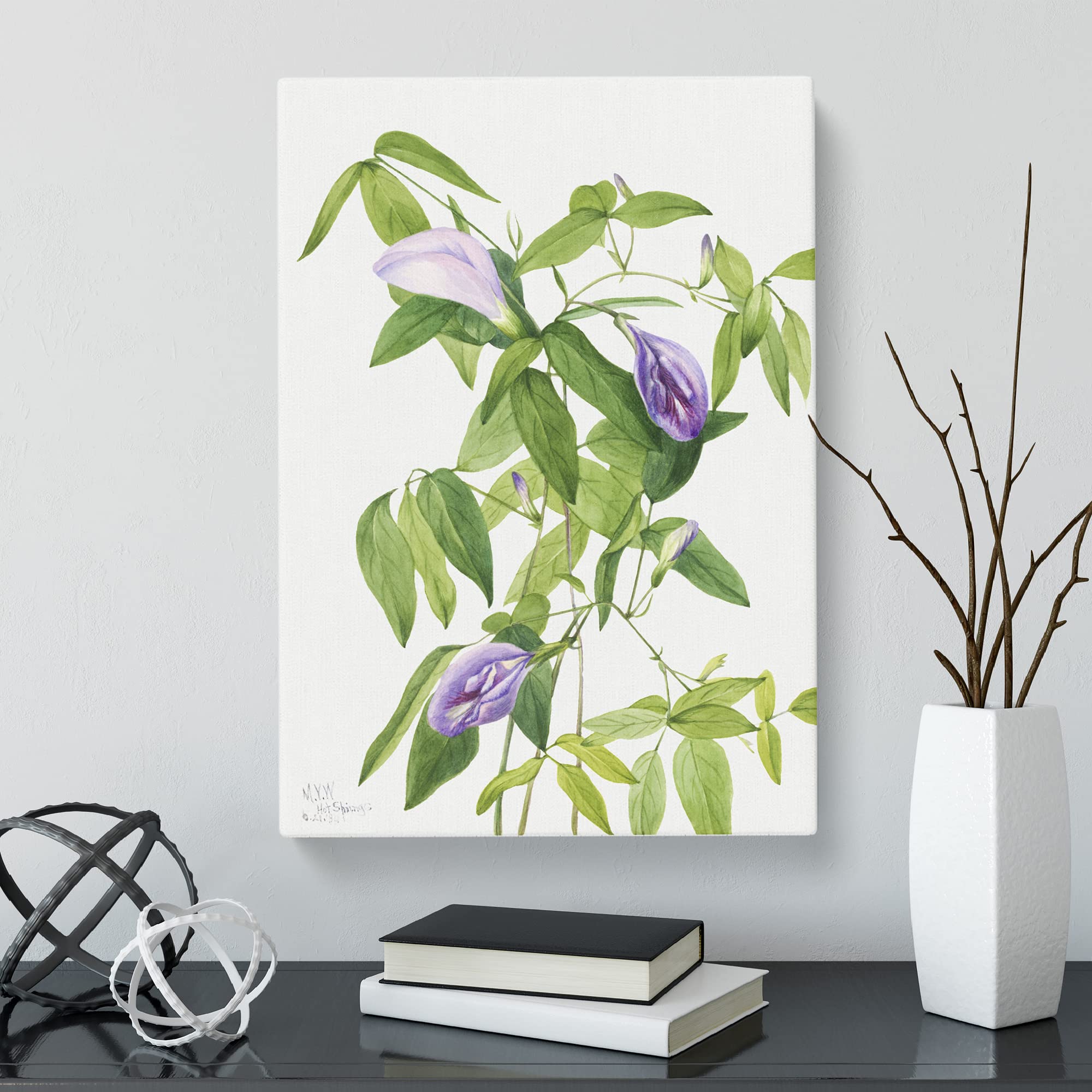 Butterfly Pea Flowers By Mary Vaux Walcott Canvas Print, Mixed, 25L x 50W cm - Image 2