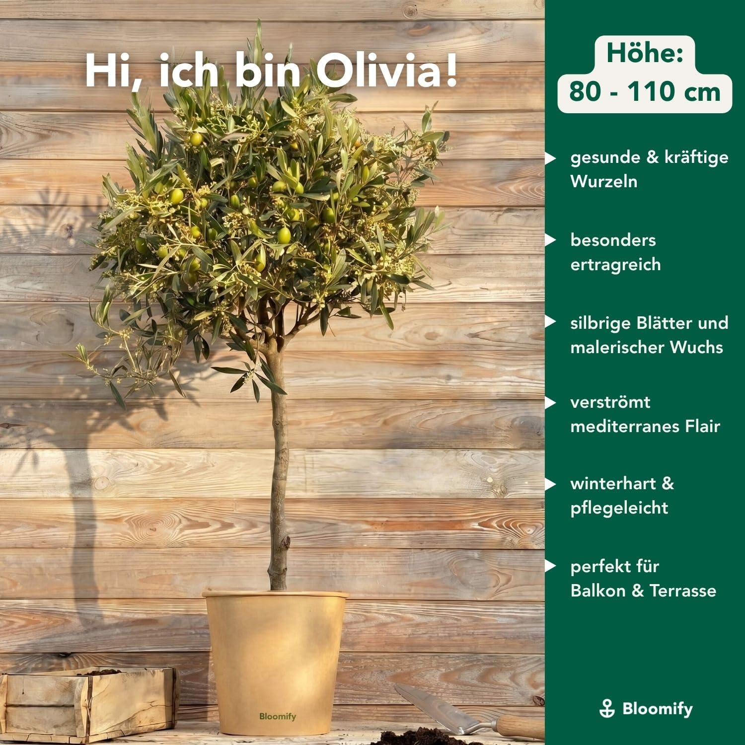 Bloomify Olivenbaum "Olivia" | 80 bis 110 cm groes, mehrjhriges  Olivenbaum-Stmmchen | geschtzt winterharte und pflegeleichte  Oliven-Pflanze fr Terasse oder Balkon | sehr ertragreich : Amazon.de:  Garten