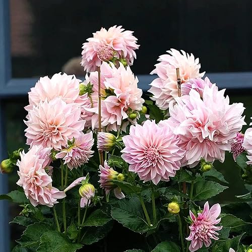 Miniatura 7 de COLOtime Estacas de bambú de 3 pies para plantas trepadoras de interior y exterior, palos de soporte para tomates, berenjenas, frijoles, paquete de