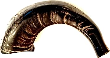 Israeli Jacob Sheep Shofar - The Original. The horns collected from an Israeli farm that raise the Jacob sheep.