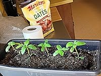 Review Image by Ginger Dasher Ginger Dasher