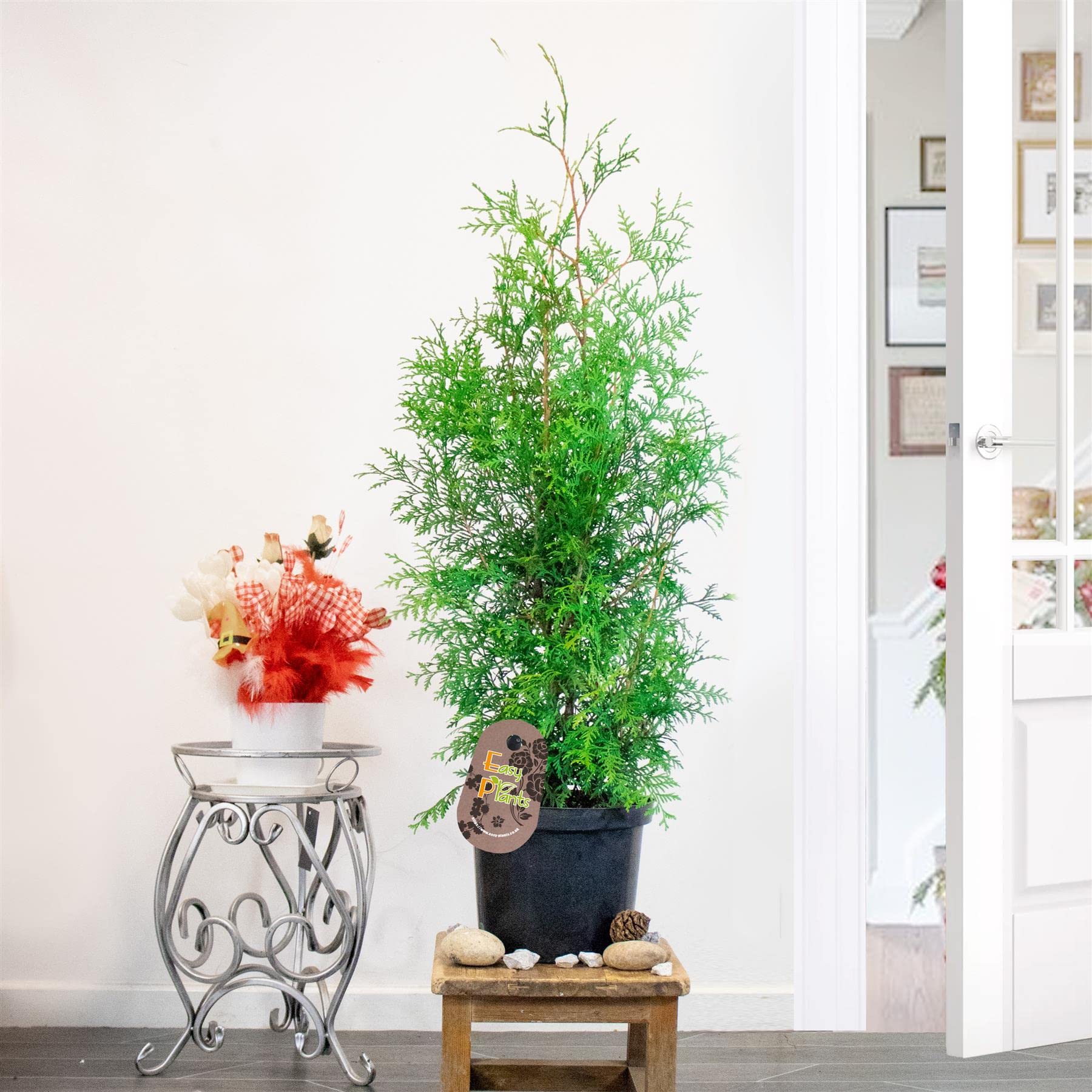 Easy Plants Brown,White 1 White Cedar Large Thuja Occidentalis Brabant In 23Cm Pot Evergreen Outdoor Plant