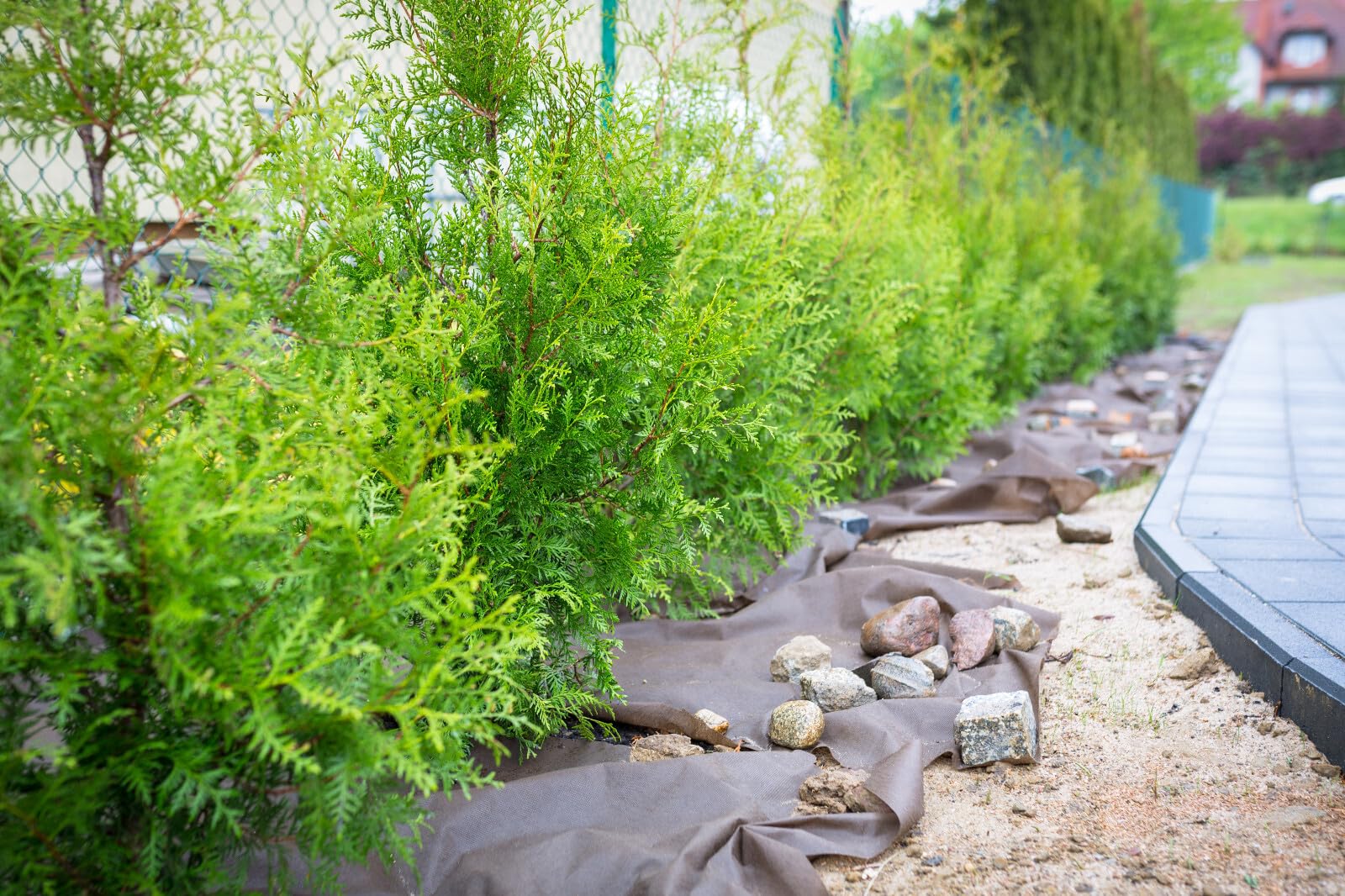 50 x Thuja Brabant 40-60cm ohne Topf gemessen | Immergrüne Heckenpflanze schnellwachsend | Sichtschutz Lebensbaum winterhart | sofort pflanzbar